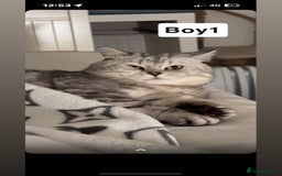 British Shorthair cats for sale: Beautiful British short haired males  - Image 3