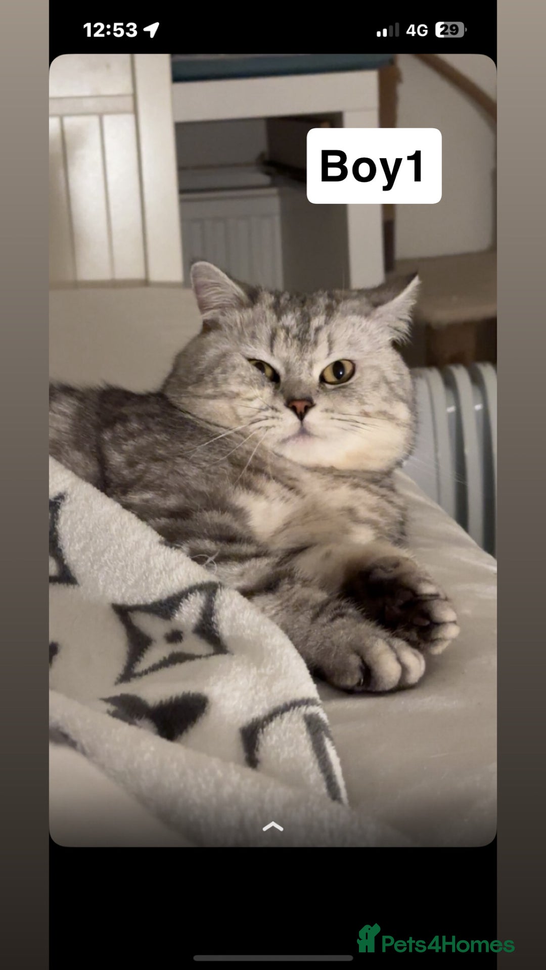British Shorthair cats for sale: Beautiful British short haired males  - Image 3