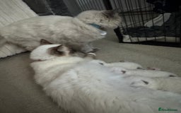 Ragdoll cats for sale: Absolutely Stunning litter of pure Ragdoll kittens - Image 13