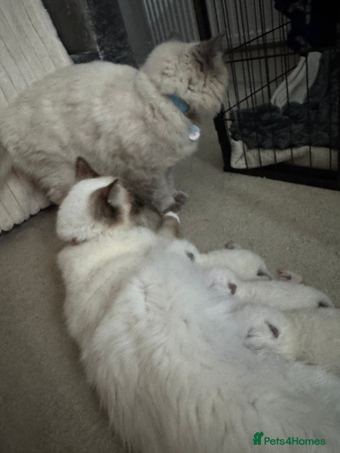 Ragdoll cats for sale: Absolutely Stunning litter of pure Ragdoll kittens - Image 13