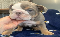 English Bulldog dogs for stud: Beautiful lilac and tan british bulldog for stud  in Norwich - Image 10