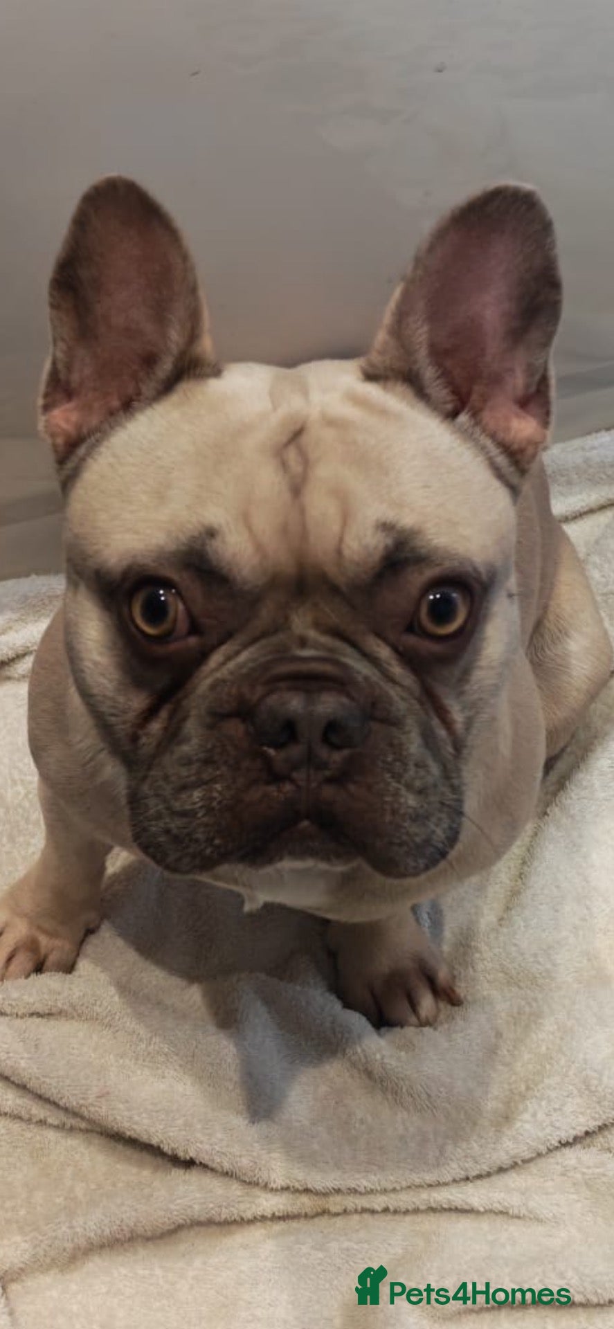 French Bulldog dogs Male French Bulldog - Advert 1