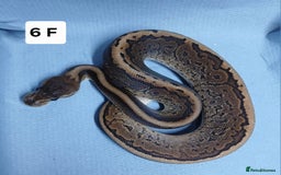 Python Snake reptiles for sale: Royal Python Morph Hatchling's Female - Image 14