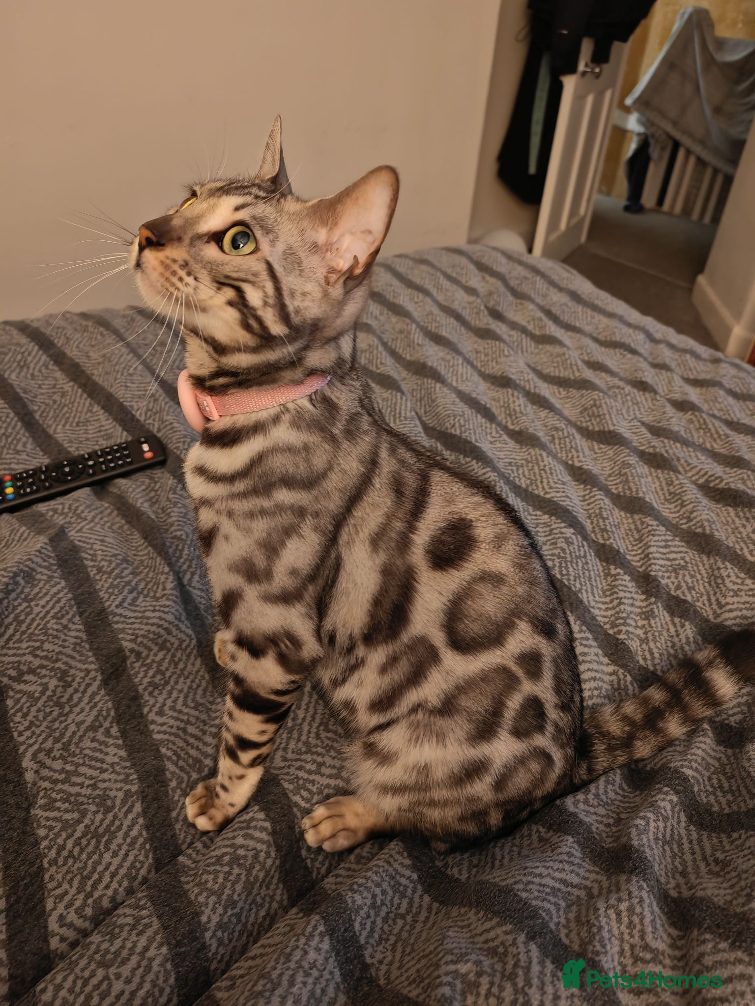 Bengal cats SILVER BENGAL LOOKING FOR STUD - Advert 8