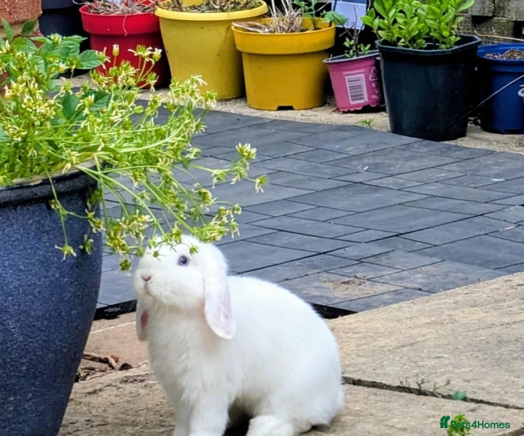 Mini Lop rabbits for sale: 2x PURE BRED mini lops - Advert 2