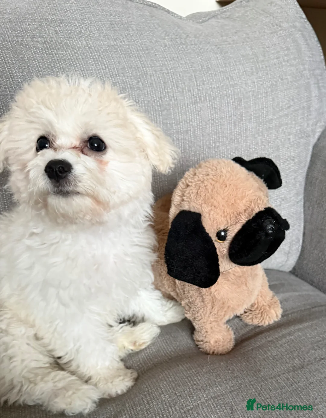 Mixed Breed dogs for sale: Adorable Maltichon Puppy 13 weeks in Waterlooville - Advert 1