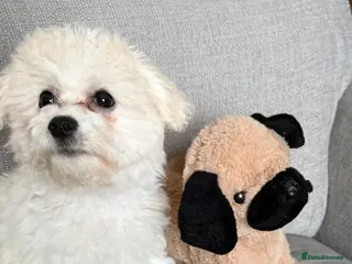 Mixed Breed dogs Adorable Maltichon Puppy 13 weeks - Advert 6