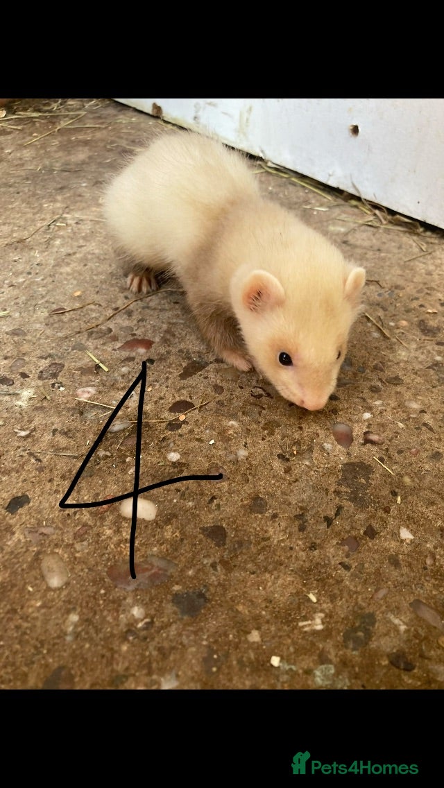 Ferret rodents ferret kits ready 5th July  - Advert 22