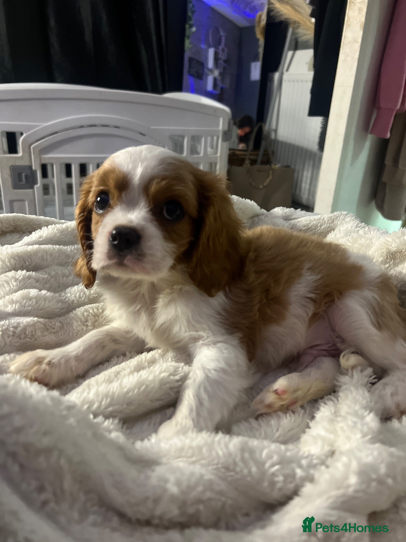 Cavalier King Charles Spaniel dogs DNA tested cavalier King Charles puppies  - Advert 7