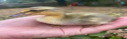 Ducks poultry for sale: Pure Indian Runner Ducklings + Fertile Eggs - Advert 7