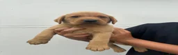 Labrador Retriever dogs for sale: Beautiful KC registered fox red Labrador puppies - Advert 8