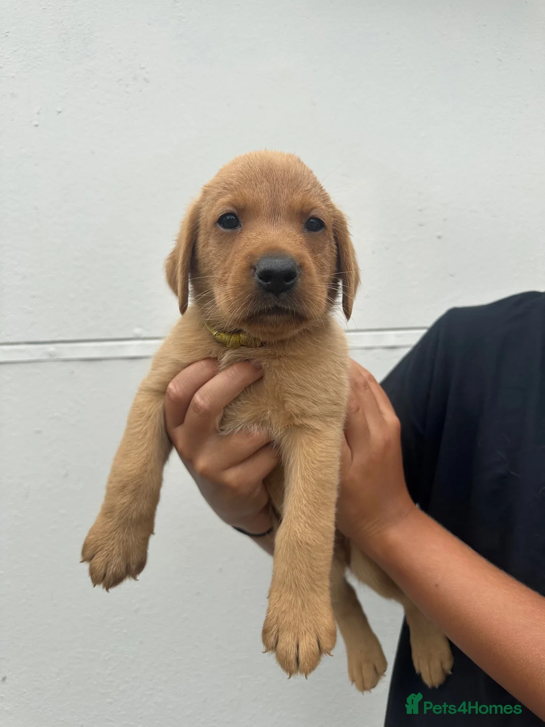 Labrador Retriever dogs for sale: Beautiful KC registered fox red Labrador puppies - Advert 8