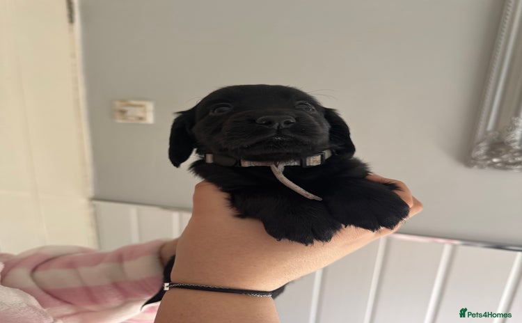 Cocker Spaniel dogs - Advert 9