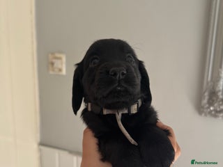 Cocker Spaniel dogs - Advert 16