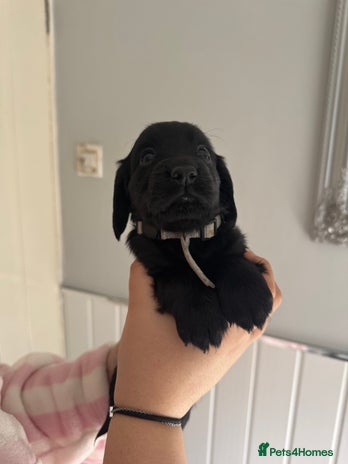 Cocker Spaniel dogs - Advert 9