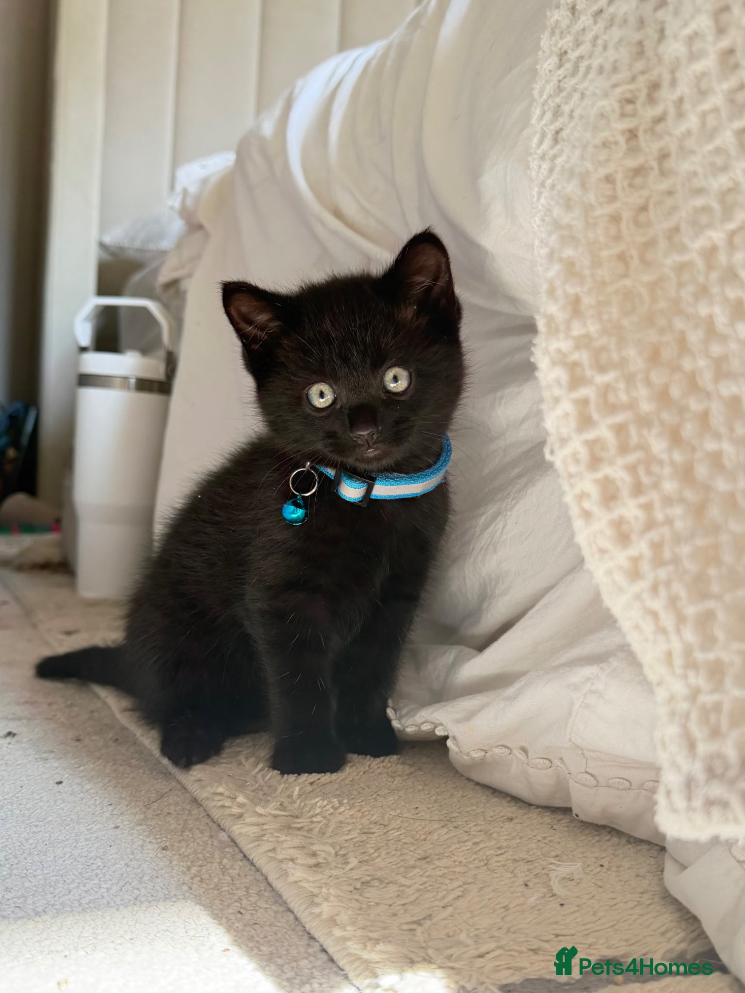 Russian Blue cats for sale: Half Russian Blue Kittens - Advert 9
