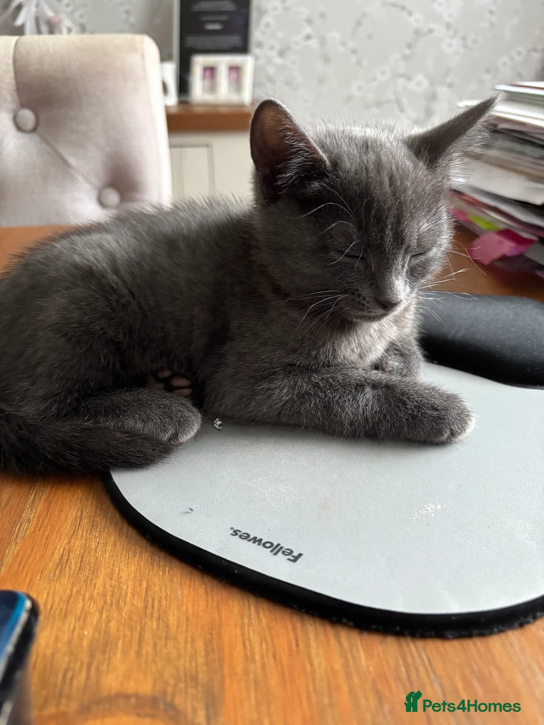 Domestic Shorthair cats for sale: Beautiful grey kittens available from 15 February  - Advert 5