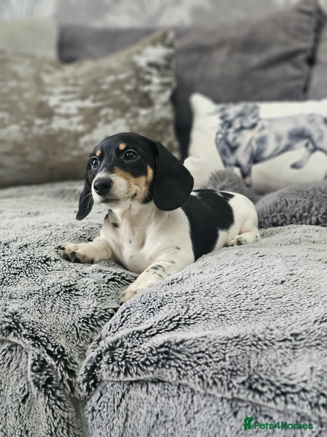 Miniature Dachshund dogs for stud: Piebald miniature Dachshund kc registered  in Blackburn - Advert 24