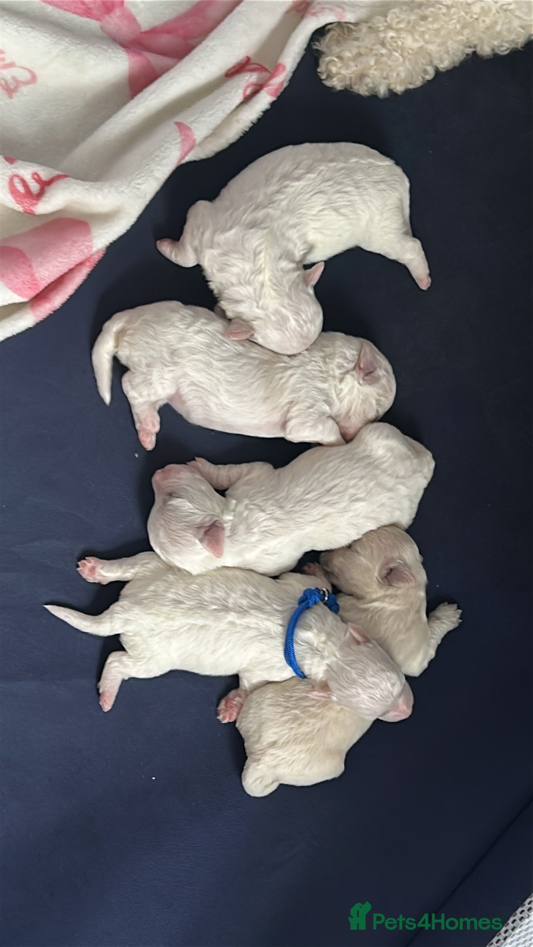 Bichon Frise dogs Bichon frise - Advert 9