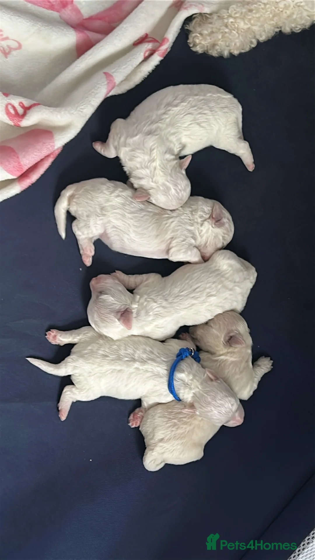 Bichon Frise dogs for sale: Bichon frise in Airdrie - Advert 1