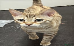 Bengal cats for sale: 6 month old male snow lynx bengal need gone asap - Image 3