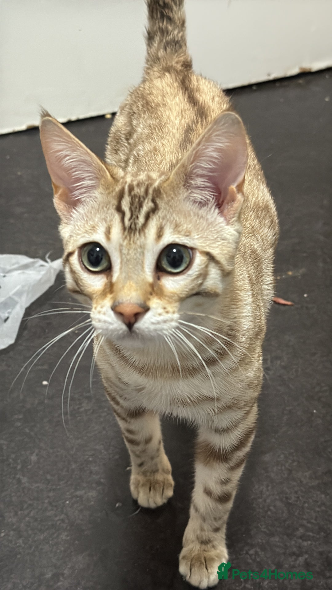 Bengal cats for sale: 6 month old male snow lynx bengal need gone asap - Image 3