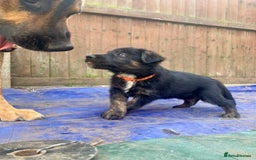 Mixed Breed dogs for sale: German Shepard X Dutch Herder Puppies - Image 3