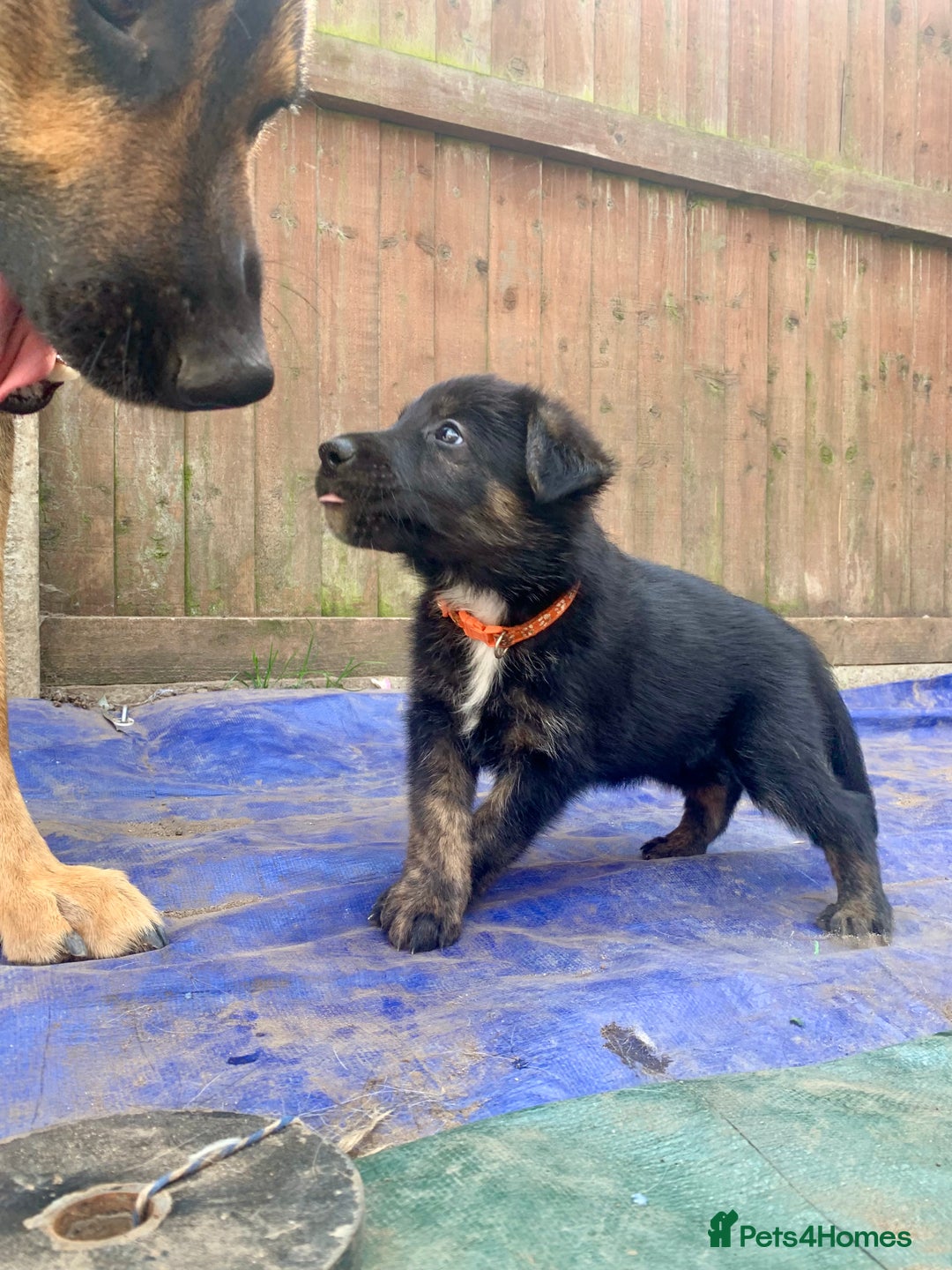 Mixed Breed dogs for sale: German Shepard X Dutch Herder Puppies - Image 3