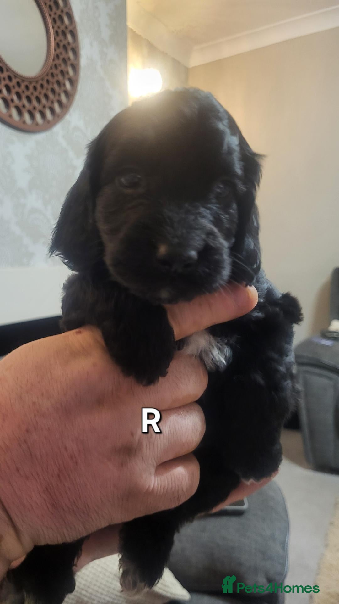 Cockapoo dogs Beautiful cockapoo girl puppies READY Now 🏡  - Advert 18