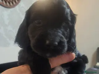 Cockapoo dogs Beautiful cockapoo girl puppies READY Now 🏡 - Advert 18