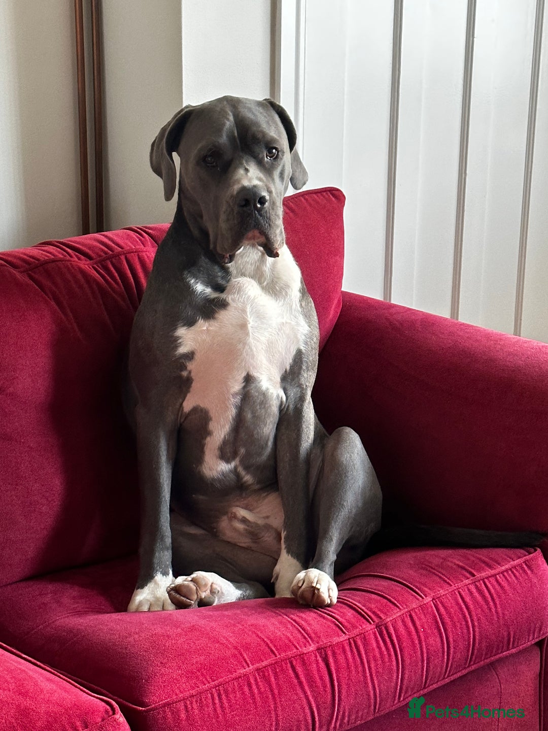 Mastiff dogs for sale: Mastiff dog ( Buddy )  - Advert 2