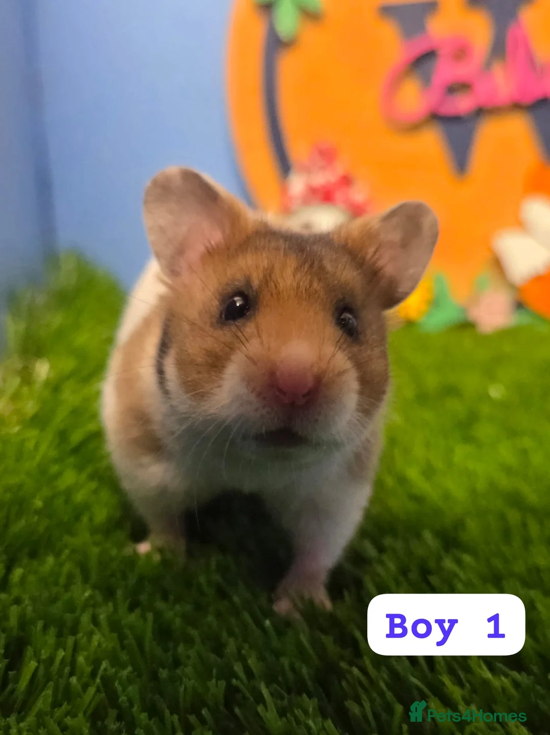Hamster rodents for sale: Syrian Baby Hamster Male Pedigree Boy  - Advert 1