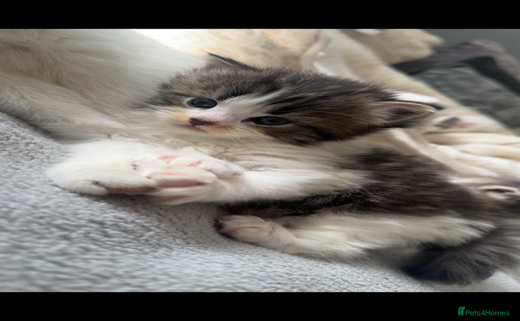 Domestic Shorthair cats - Advert 1