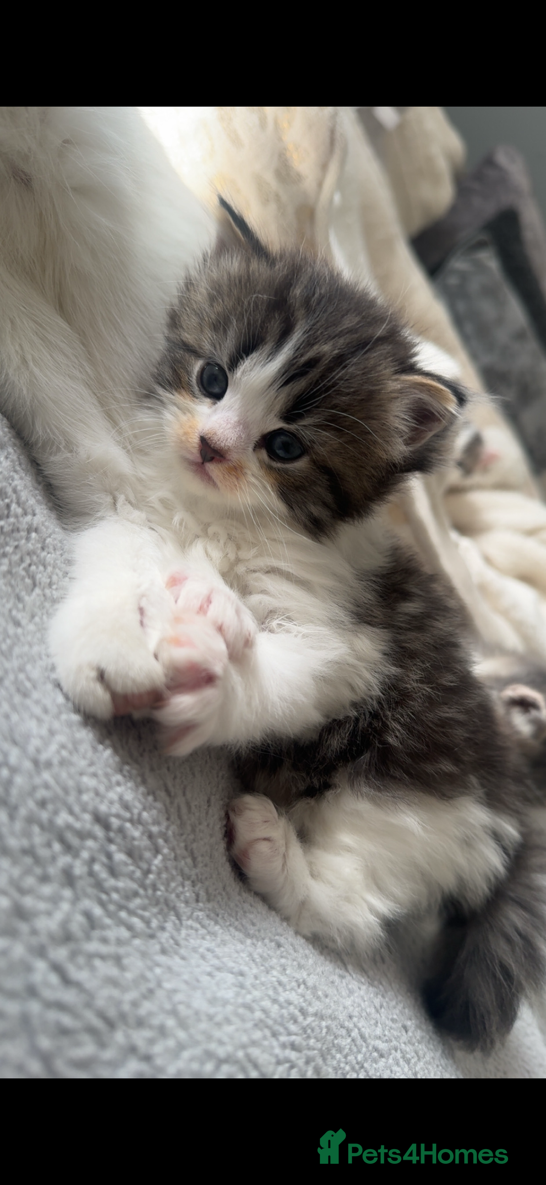 Domestic Shorthair cats for sale: 4 gorgeous kittens for sale - Image 1