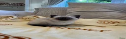 Mixed Breed cats for sale: Siberian x Scottish Folded Kittens - Advert 6