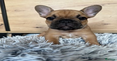 French Bulldog dogs - Advert 1