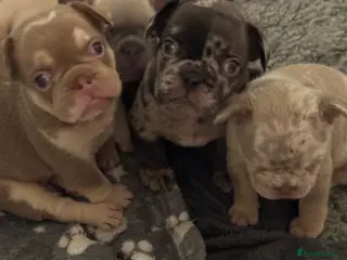 French Bulldog dogs French Bulldog Puppies - Advert 16