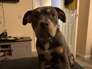 Mixed Breed dogs Cain corso x pocket bully - Advert 2