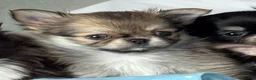 Chihuahua dogs for sale: Kc male long coat chihuahua puppies.  in South Shields - Advert 2