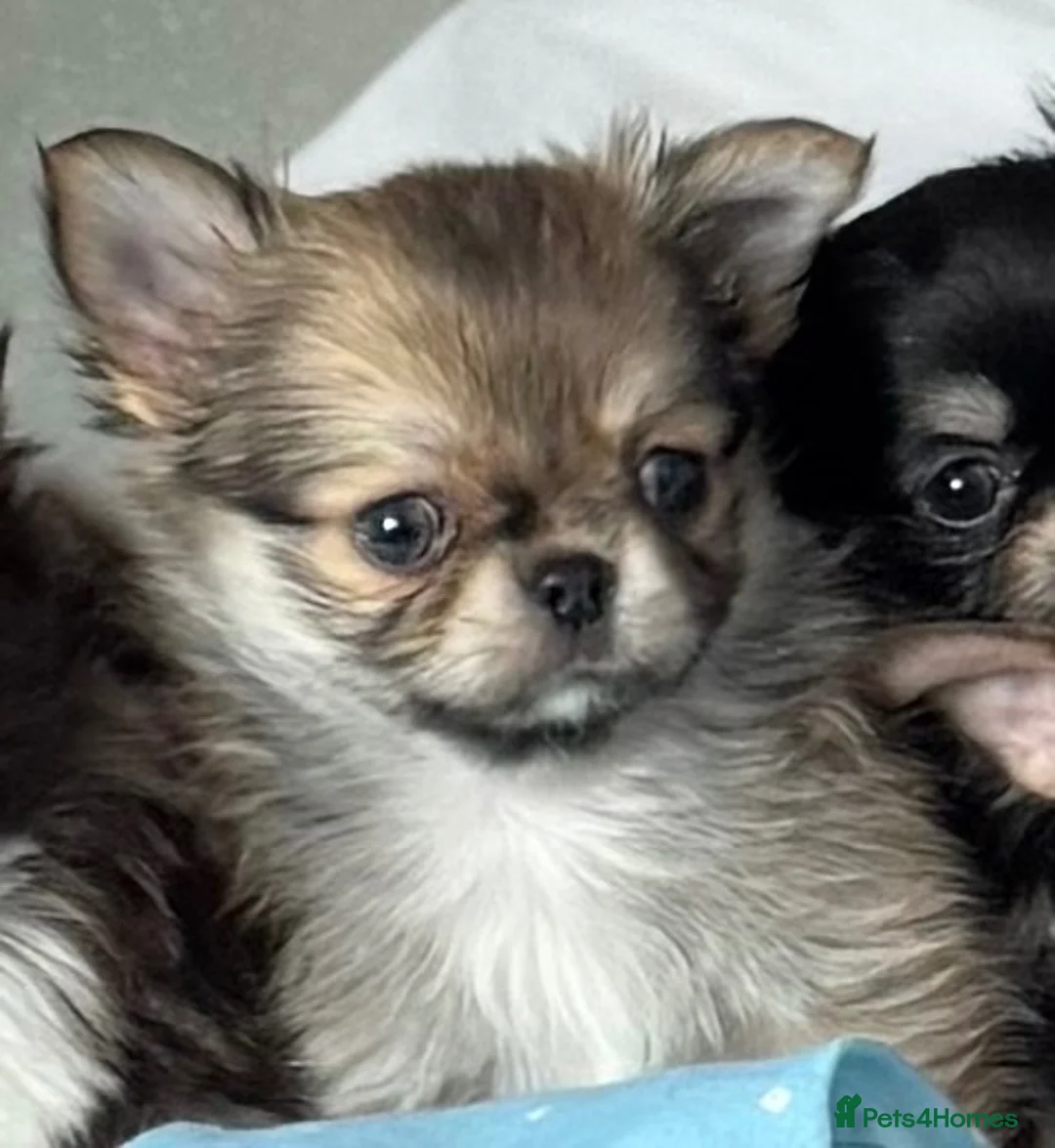 Chihuahua dogs for sale: Kc male long coat chihuahua puppies.  in South Shields - Advert 2