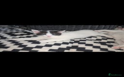 Mixed Breed cats for sale: Domestic short hair x Ragdoll - Image 5