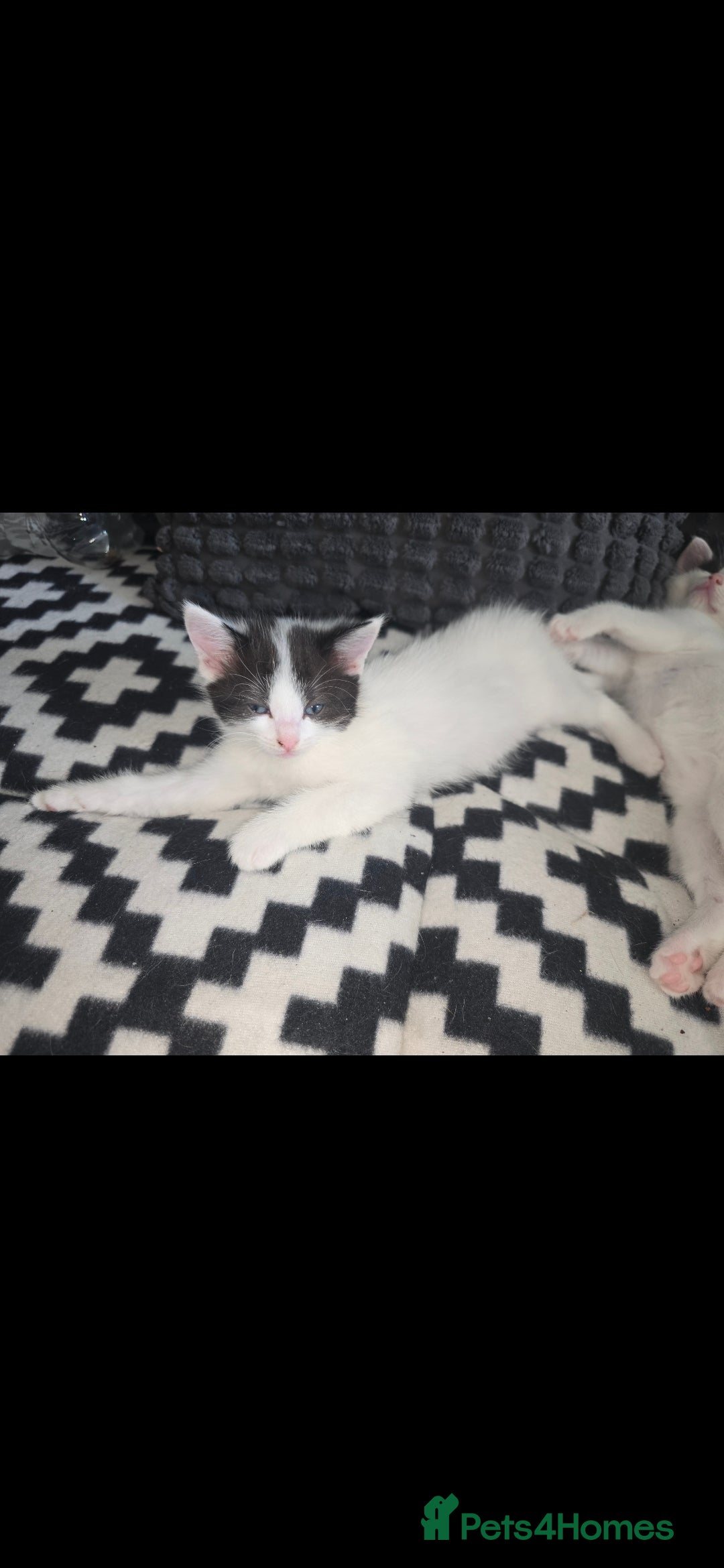 Mixed Breed cats for sale: Domestic short hair x Ragdoll - Image 5