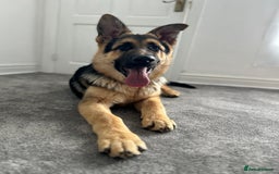 German Shepherd dogs for sale: Jack  - Image 5