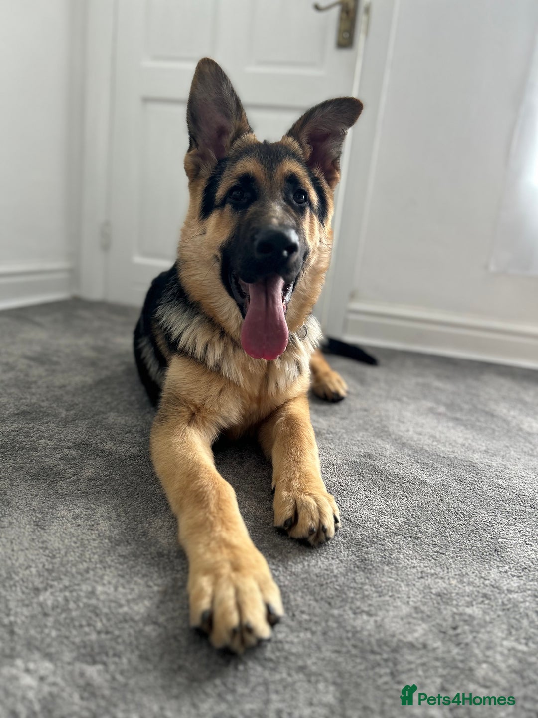 German Shepherd dogs for sale: Jack  - Image 5