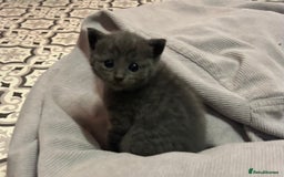 Russian Blue cats for sale: Two beautiful girl Russian blues 🫶 - Image 10
