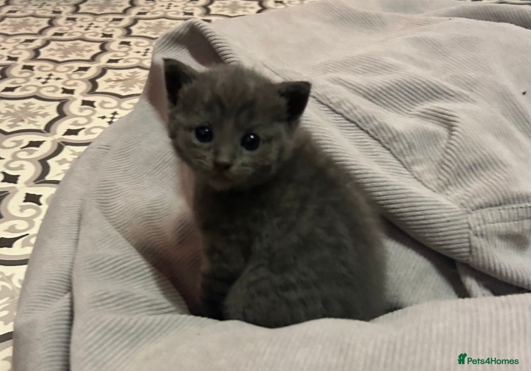 Russian Blue cats for sale: Two beautiful girl Russian blues 🫶 - Image 10