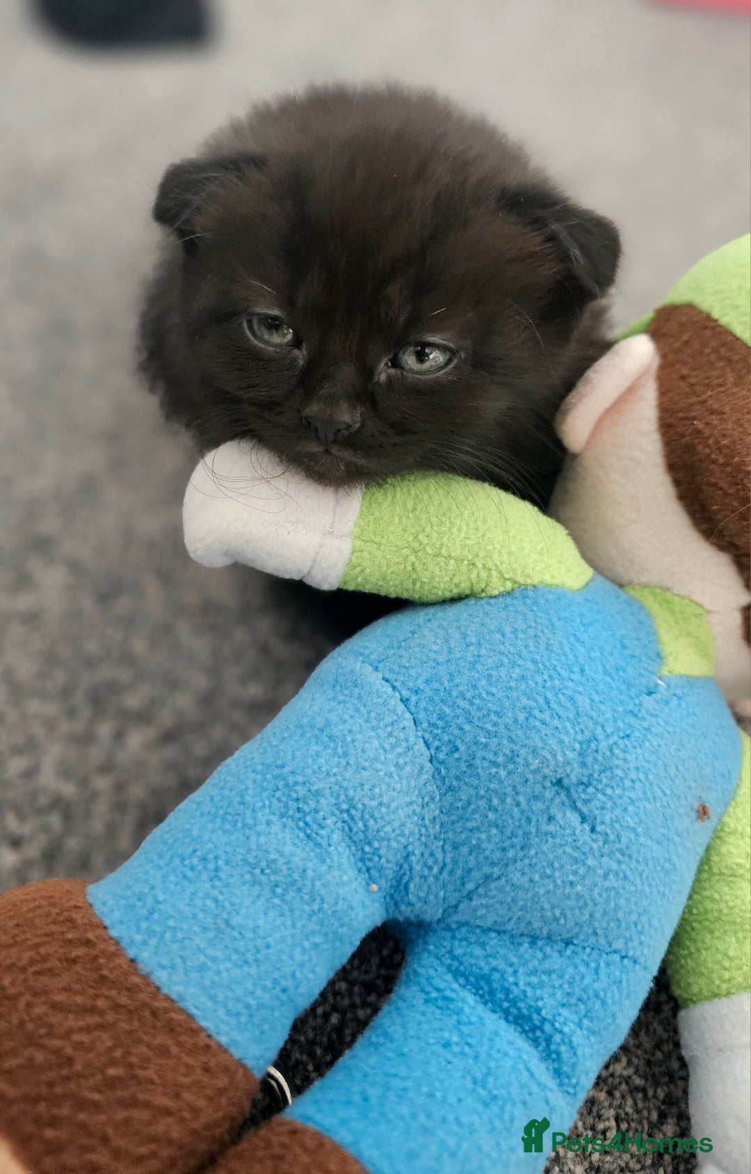 Mixed Breed cats for sale: Scottish Fold Mix Kittens –Ready 16th August 🐾 - Image 6