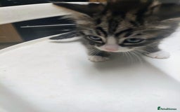 Bombay cats for sale: Playful and lovely  - Image 2