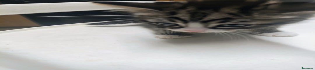 Bombay Kitten 3