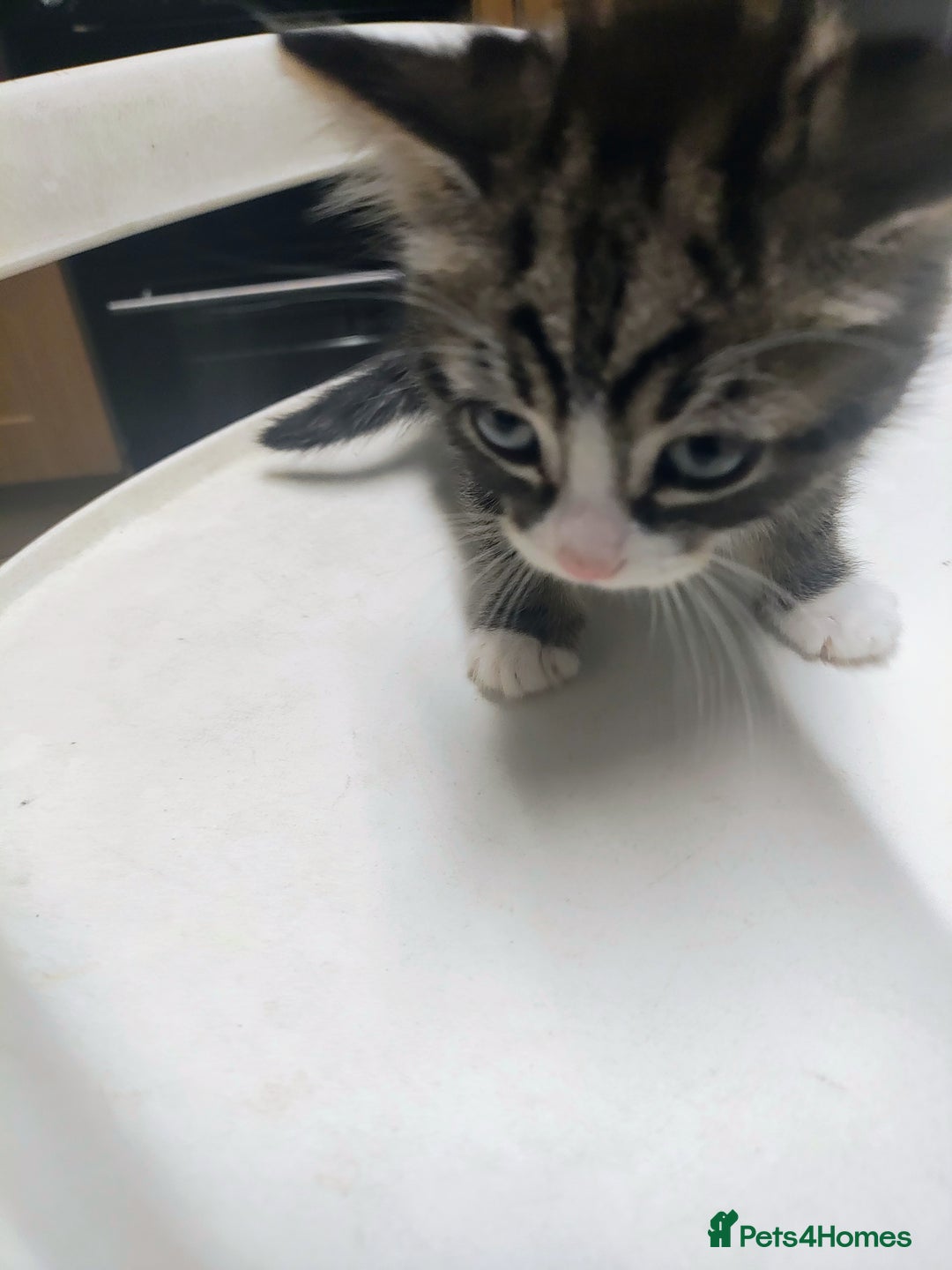 Bombay cats for sale: Playful and lovely  - Image 2
